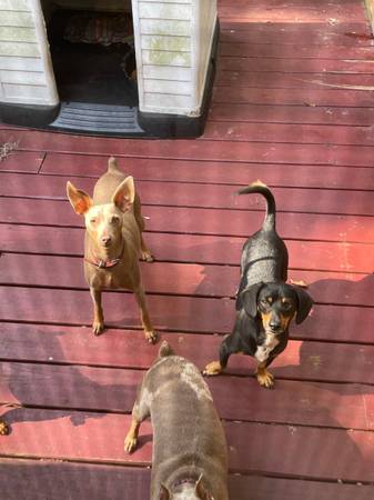 Rehoming minpin (Palatka)63682016000131121