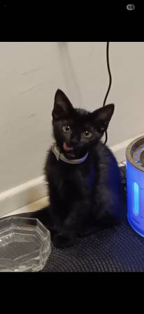 Kitten in long beach for rehoming (Bixby Knolls)63932506656771120
