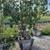Arbutus marina, Strawberry tree 24" box 2 thumbnail