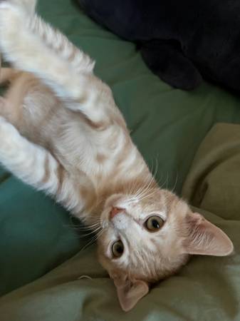 Free kittens 1