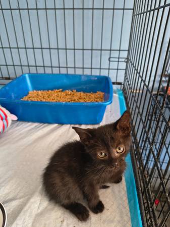 Kittens available for adoption63875423228803121