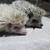 Baby Hedgehogs 1 thumbnail