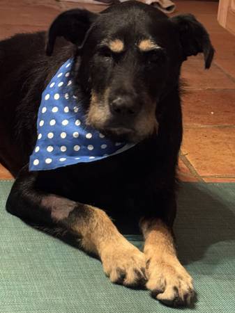 LOST RESCUE DOG 1