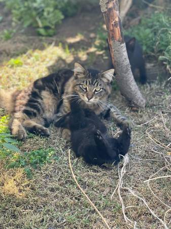 Rehoming Kittens (Santa Paula)63952982622082124