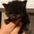 Kittens to a loving home 5 thumbnail