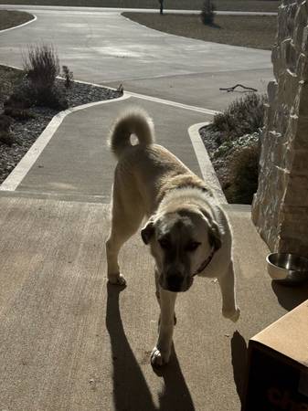 Great Pyrenese anatolian shepard 1