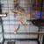 Cockatiel and parakeet 2 thumbnail