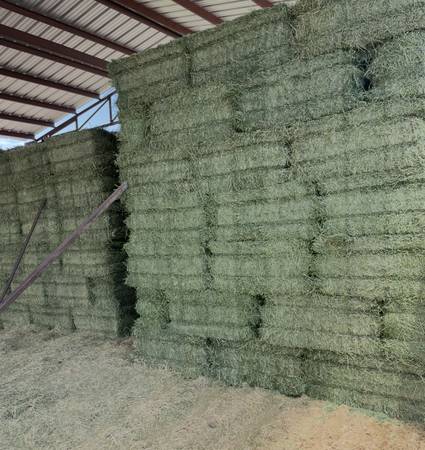 Alfalfa 1