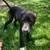 Puppies- Lab Mix 5 thumbnail