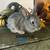 New Zealand/Flemish Giant mix bunny rabbits 10 thumbnail