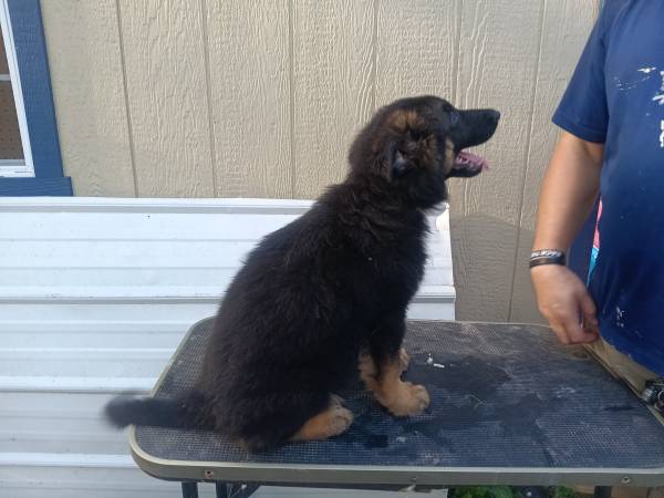Akc german shepherds (Girdletree Maryland)63872576300417120