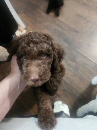 Standard Poodle Puppies (Lamarque)63774332229123120