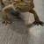 Bearded dragon 4 thumbnail