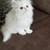 Persian Kitten 1 thumbnail