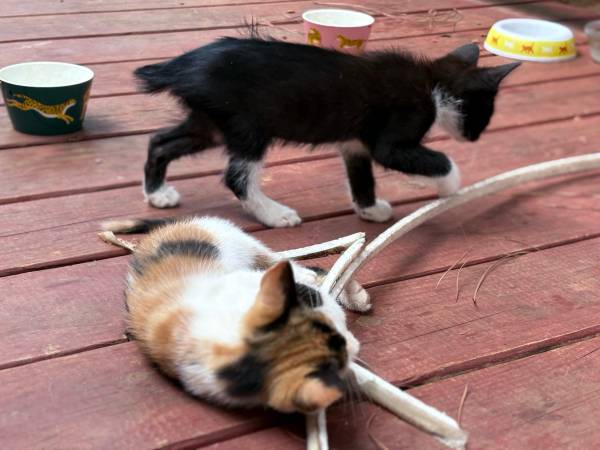 Japanese Bobtail kittens (Middlesex)63908217193987122