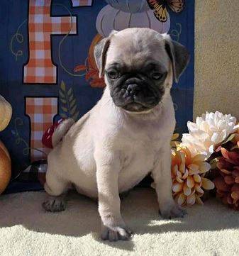 Cutest Pugpuppy 1