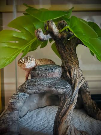 Leopard Geckos (Atlanta)63922481126274124