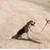 All Dogs Obedience and PottyTraining*Guaranteed*and reasonable price 13 thumbnail