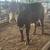3 year old polled hereford bull 4 thumbnail