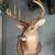 Taxidermy - Whitetail Deer Mounted 1 thumbnail