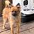 Adults Pomeranian rehoming 3 thumbnail