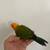 Sun Conure Baby Parrot 12 weeks old 6 thumbnail