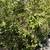 White Guava Fruit plant tree ( Home grown ) $100 22 thumbnail