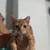 cat 2 thumbnail