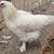 Chickens 2 thumbnail