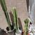Cactus 6 thumbnail