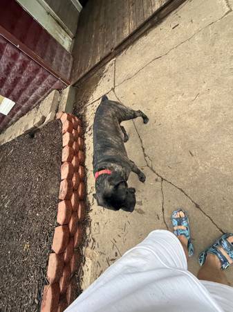 Mastiff mix (Coin iowa)63670840915585124