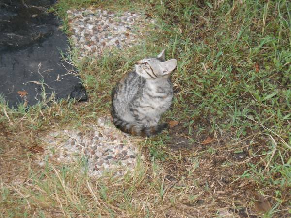 free 2 female calico kittens, 1 gray tabby / 1 orange tabby-boy 78944 (Industry)63839342902273120
