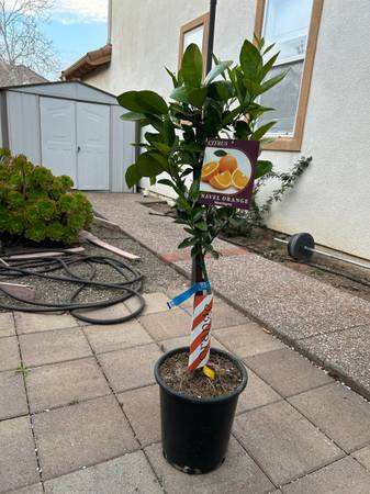 Washington Navel Orange Tree - $59 (san jose south)63471366620161123