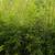 Golden Bamboo 🎍 10 thumbnail