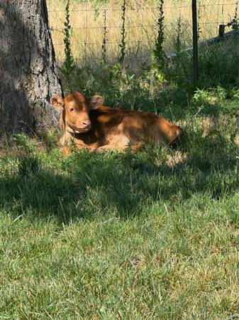 Wagyu/Angus Calf 1