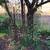 Rustic Box Spring for Garden Trellis 6 thumbnail