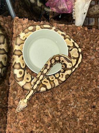 Ball Pythons with Cages 1