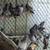 Pigeons 2 thumbnail
