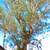 Tree & palm services, yard clean ups, artificial grass & pavers 1 thumbnail