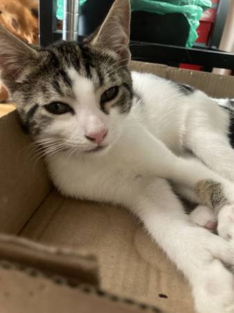 Gatita polidactila hembra de 3 meses para reubicar. ¡Un "gato Hemingway" (Dobbs Ferry)!63690261252737120