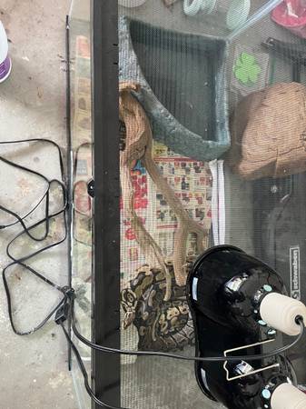 Mating Pair Ball Pythons63682104512001120