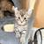 Highland lynx kittens 15 thumbnail