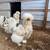 Pullets and quail cage for sale 5 thumbnail