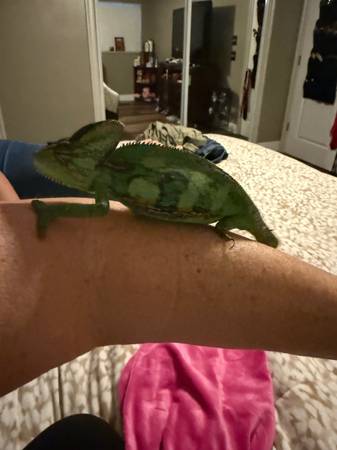 Beautiful Chameleon (Vero Beach)63667829018497122