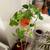 Colorful plants in cermic planters 10 thumbnail