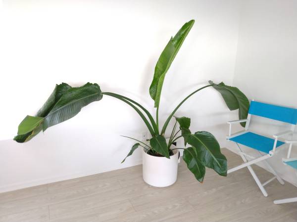 House plants (or outdoor) Giant Bird of Paradise (Strelitzia nicolai) 1