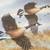 "Golden Flight : Canada Geese" Collector's Plate, Darrell Bush (Goose) 2 thumbnail