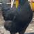 Young Hens 4 thumbnail