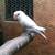 Love bird parakeet 1 thumbnail
