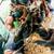 Black Australorp Flock Starter, RIR cockerels 2 thumbnail